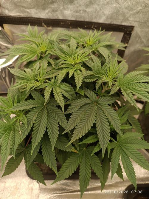 Gorilla Melon F. B.. Week 5