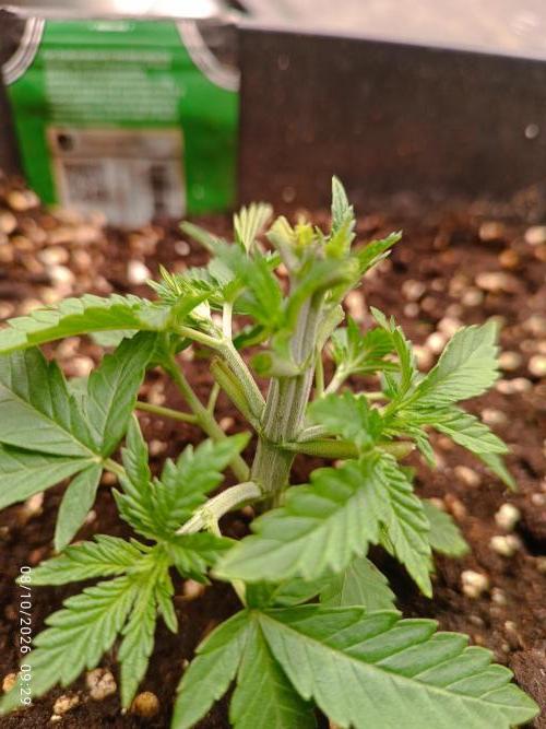 Gorilla Melon F. B.. Week 3