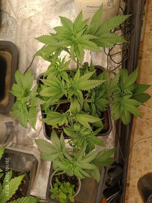 pinapple chunk. Week 4
