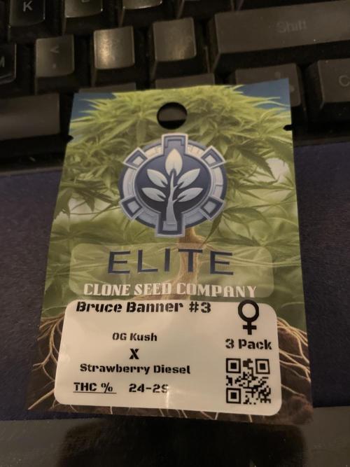 Bruce Banner #3 Elite Clone Seed Company. Week 0