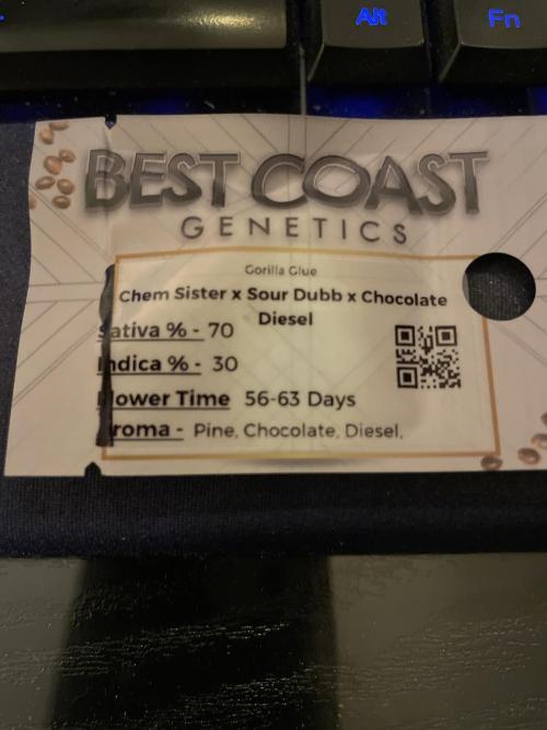 Gorilla Glue Best Coast Genetics. Week 0