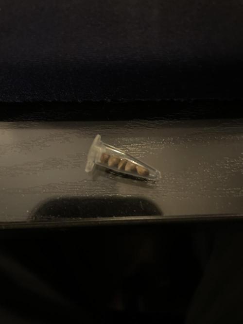 Gorilla Glue Best Coast Genetics. Week 0