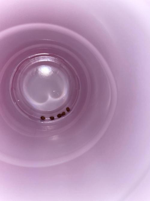 Gorilla Glue Best Coast Genetics. Week 0