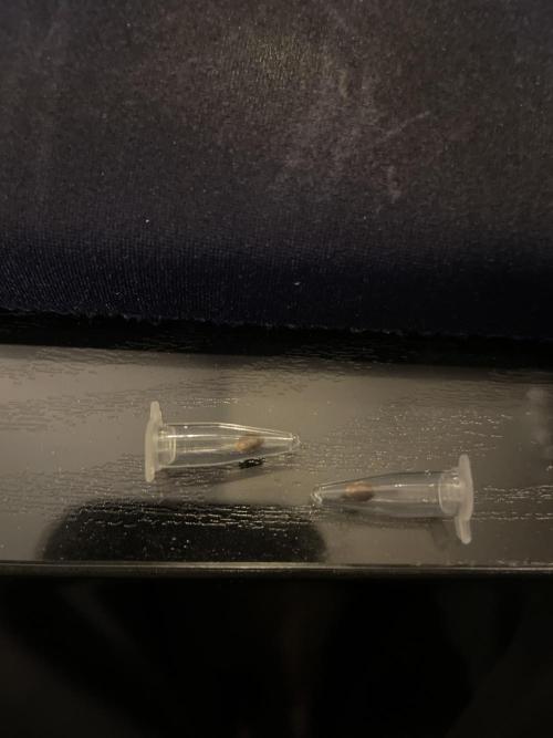 Master OG Elite Clone Seed Company. Week 0