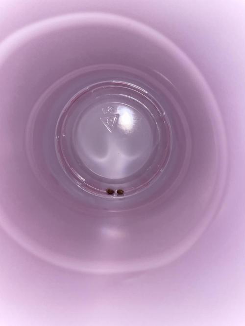 Master OG Elite Clone Seed Company. Week 0