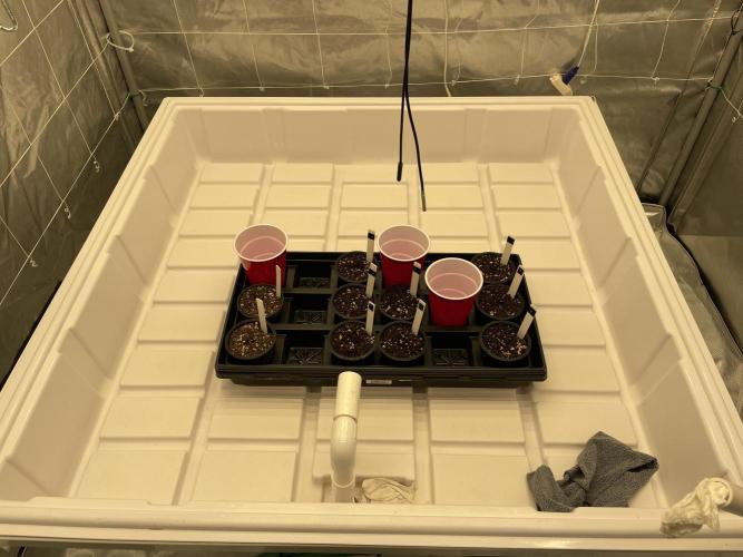 Master OG Elite Clone Seed Company. Week 0