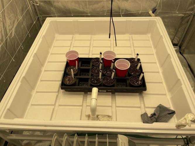 Gorilla Glue Best Coast Genetics. Week 0