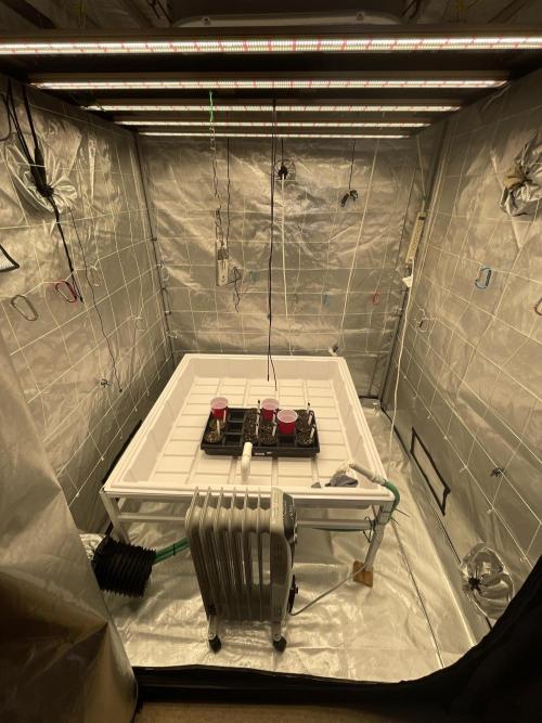 Bruce Banner #3 Elite Clone Seed Company. Week 0