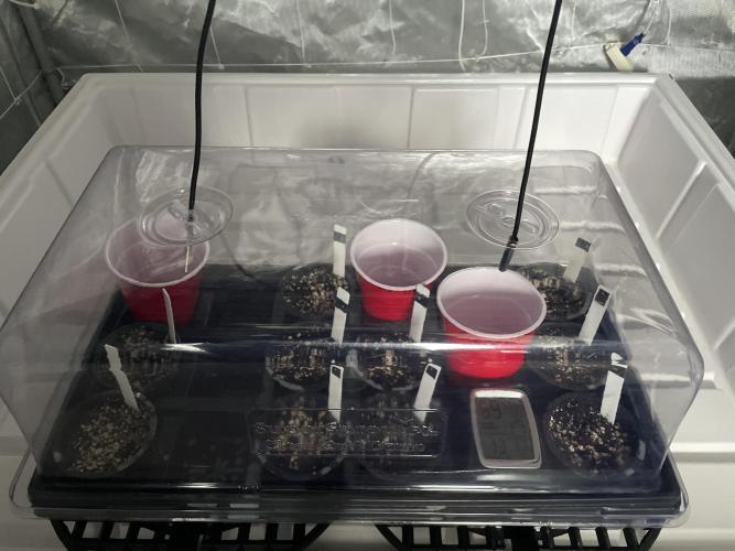 Master OG Elite Clone Seed Company. Week 0