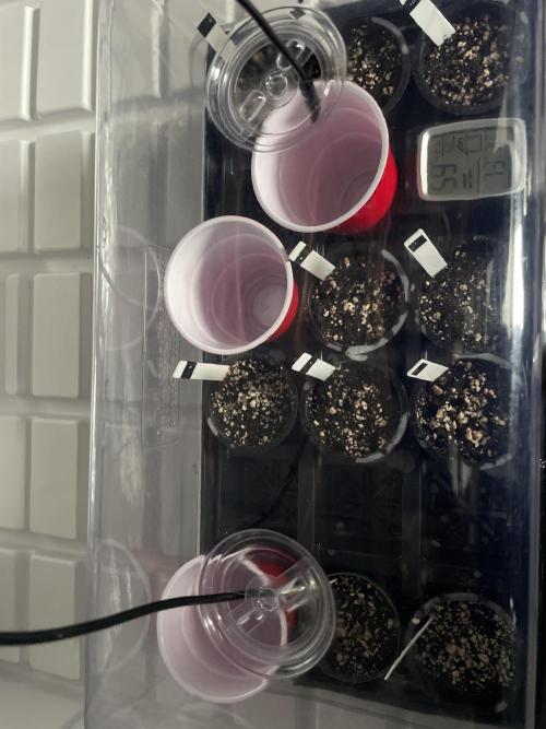 Gorilla Glue Best Coast Genetics. Week 0