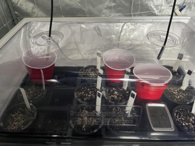 Bruce Banner #3 Elite Clone Seed Company. Week 0