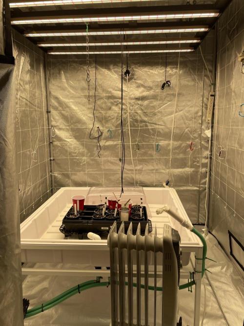 Bruce Banner #3 Elite Clone Seed Company. Week 1