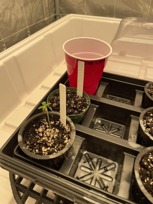 Master OG Elite Clone Seed Company. Week 1