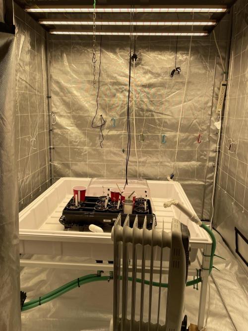 Master OG Elite Clone Seed Company. Week 1