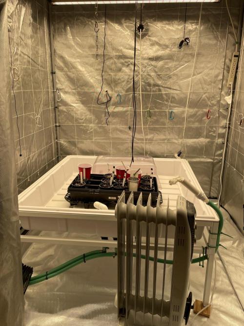 Gorilla Glue Best Coast Genetics. Week 1