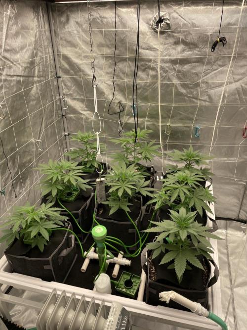 Master OG Elite Clone Seed Company. Week 5