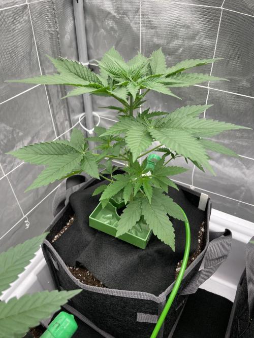 Master OG Elite Clone Seed Company. Week 5