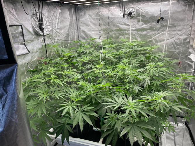 Bruce Banner #3 Elite Clone Seed Company. Week 9