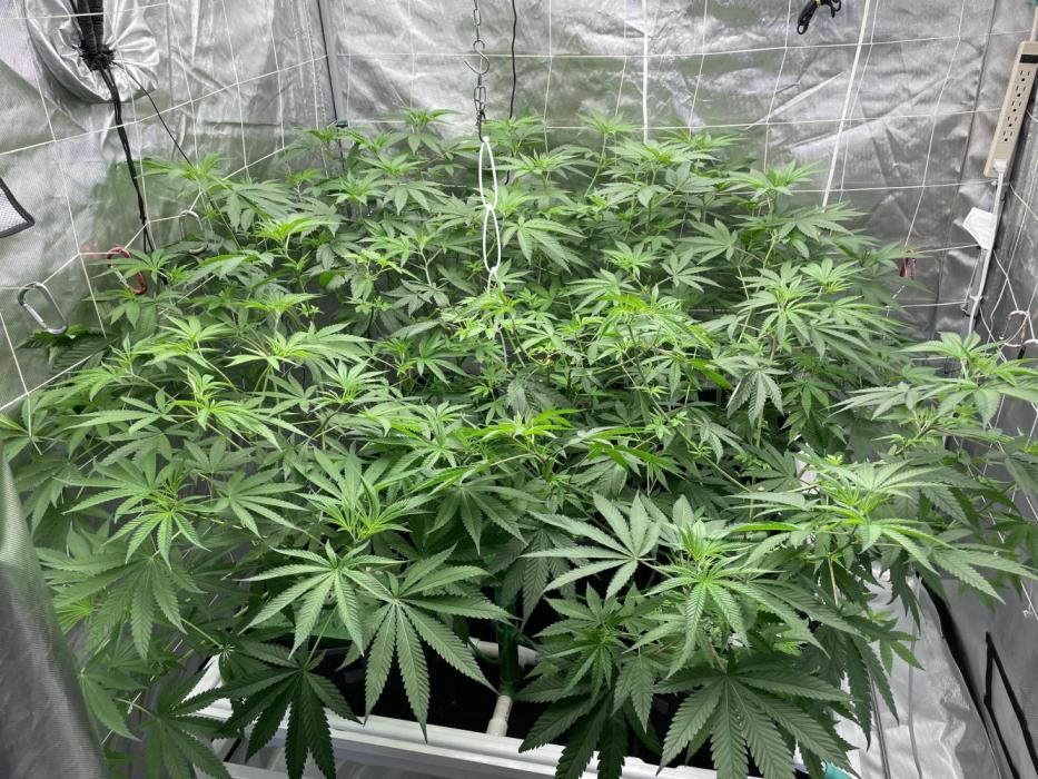 Master OG Elite Clone Seed Company. Week 9