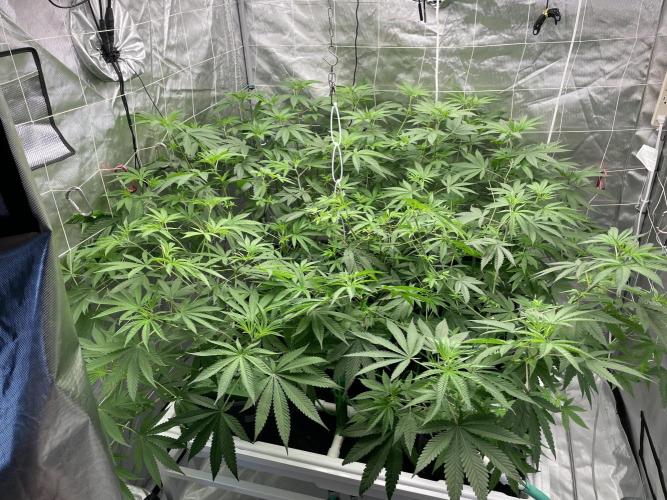 Gorilla Glue Best Coast Genetics. Week 9