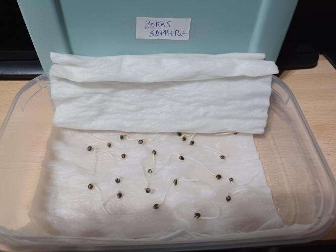 Zokas Sapphire Fem – Grow Update 🌱. Week 0