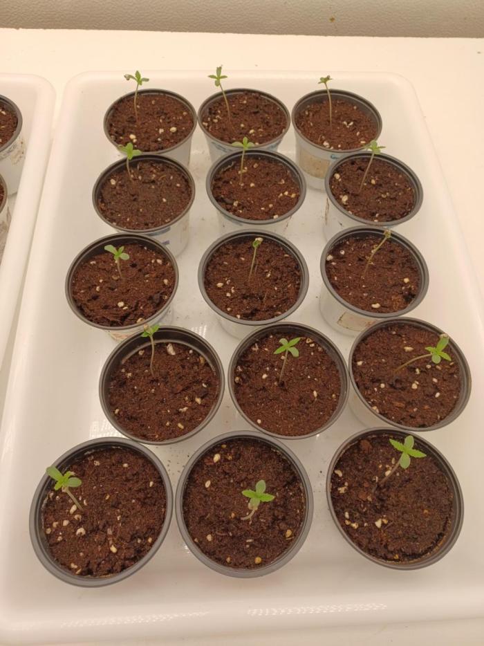 Zokas Sapphire Fem – Grow Update 🌱. Week 1