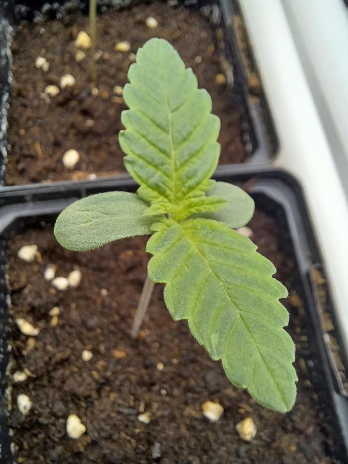 Zokas Sapphire Fem – Grow Update 🌱. Week 2