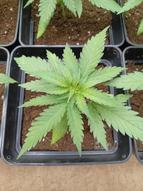 Zokas Sapphire Fem – Grow Update 🌱. Week 3