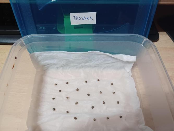 Troyana Fem – Grow Update 🌱. Week 0