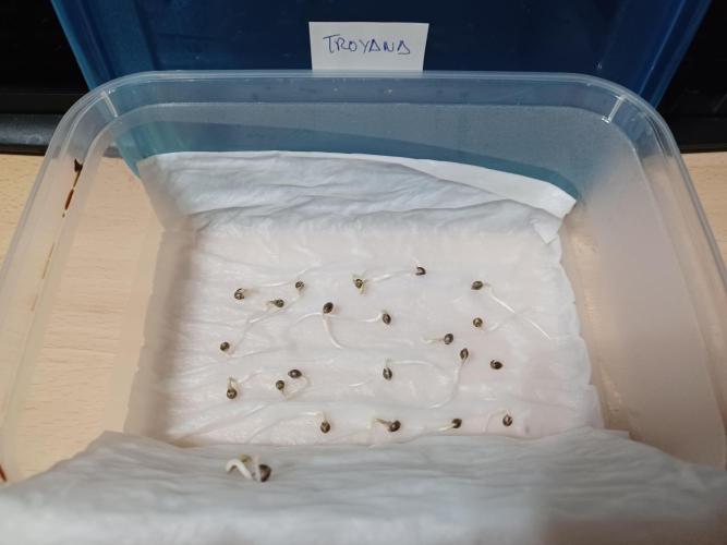 Troyana Fem – Grow Update 🌱. Week 0