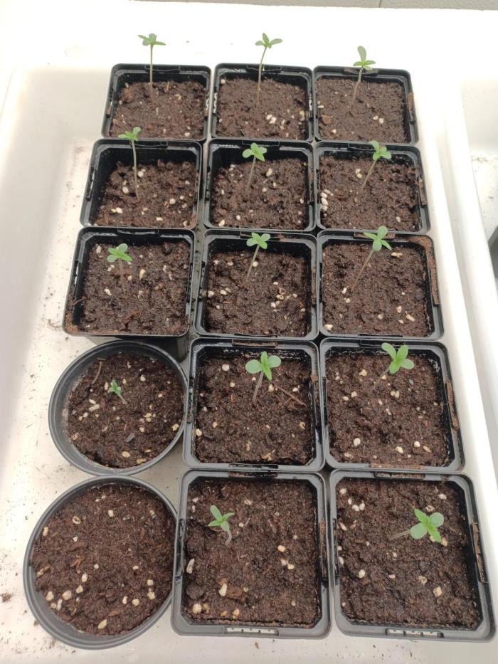Troyana Fem – Grow Update 🌱. Week 1