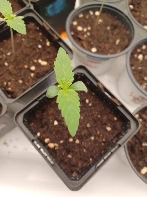 Troyana Fem – Grow Update 🌱. Week 2