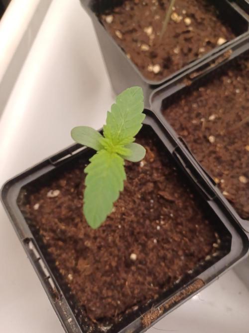 Troyana Fem – Grow Update 🌱. Week 2