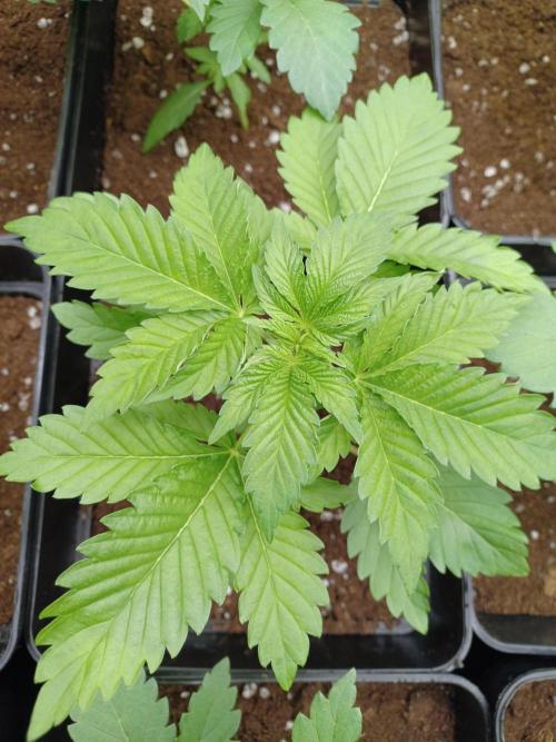 Troyana Fem – Grow Update 🌱. Week 3