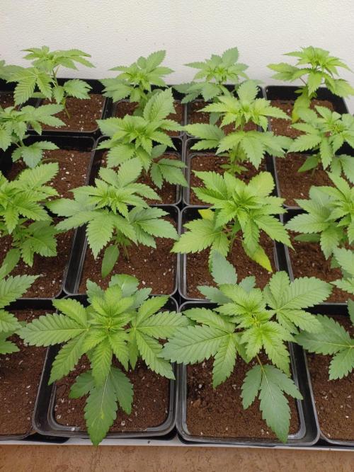 Troyana Fem – Grow Update 🌱. Week 3