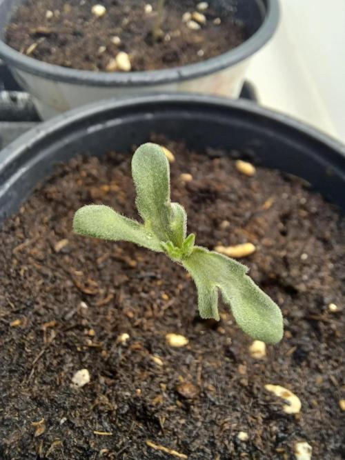 Friki Nana #112 Mutant Grow 🌱. Week 0