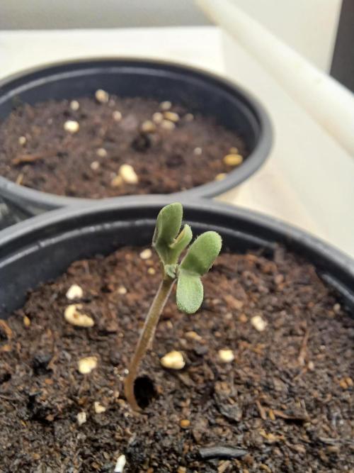 Friki Nana #112 Mutant Grow 🌱. Week 0