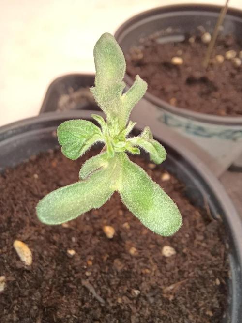 Friki Nana #112 Mutant Grow 🌱. Week 2