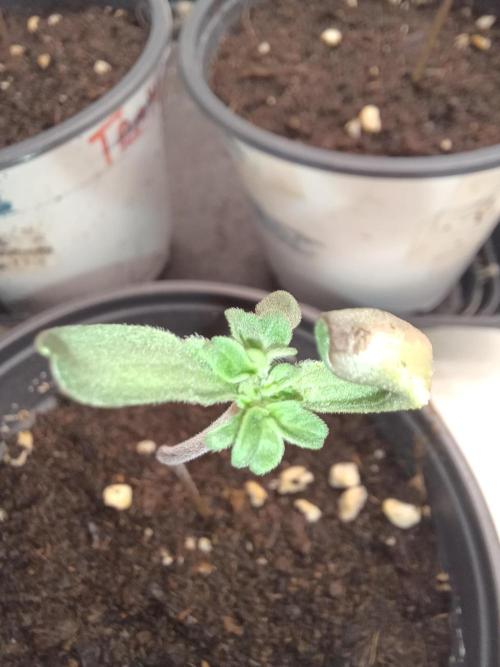 Friki Nana #112 Mutant Grow 🌱. Week 2