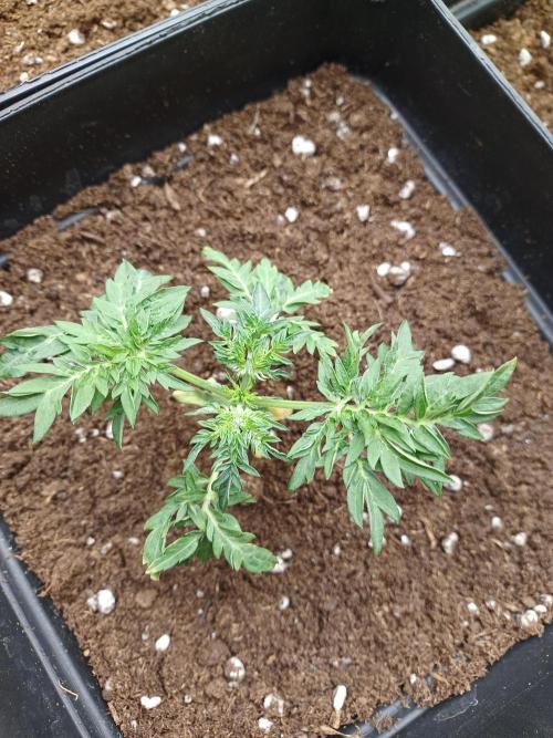 Friki Nana #112 Mutant Grow 🌱. Week 3