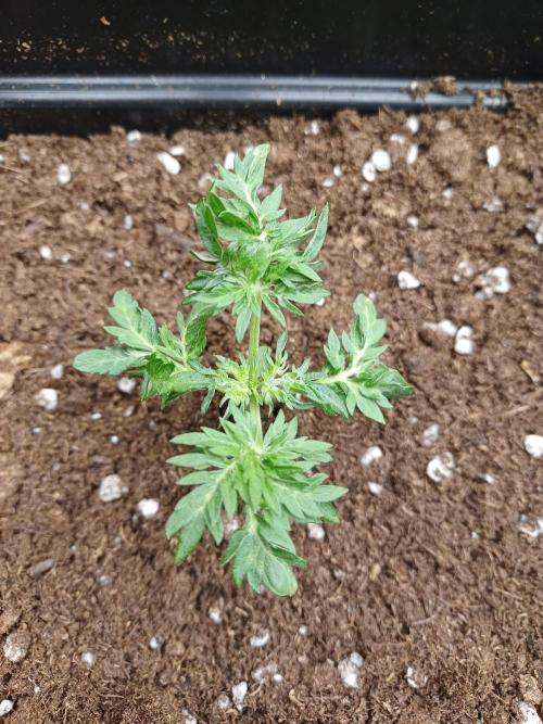 Friki Nana #112 Mutant Grow 🌱. Week 3