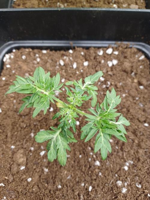 Friki Nana #112 Mutant Grow 🌱. Week 3