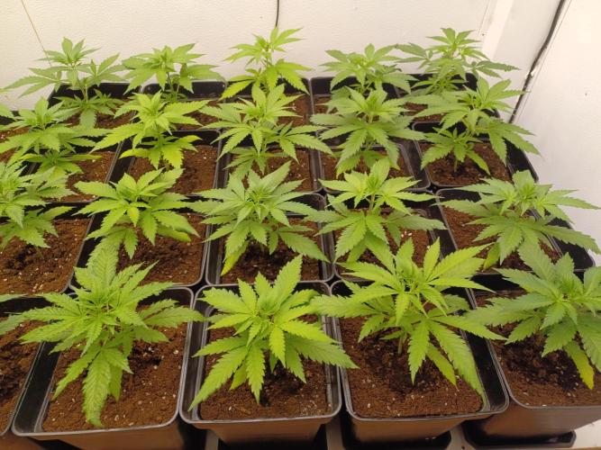 Zokas Sapphire Fem – Grow Update 🌱. Week 4