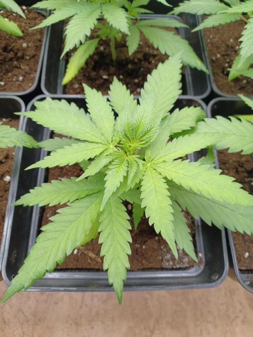 Zokas Sapphire Fem – Grow Update 🌱. Week 4