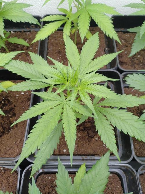 Zokas Sapphire Fem – Grow Update 🌱. Week 4