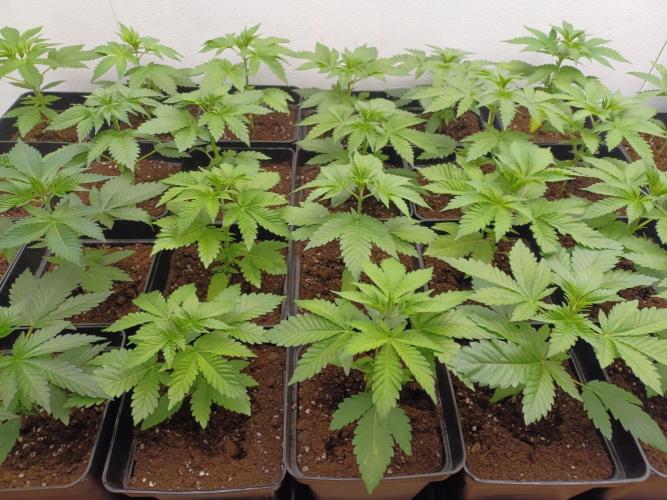 Troyana Fem – Grow Update 🌱. Week 4