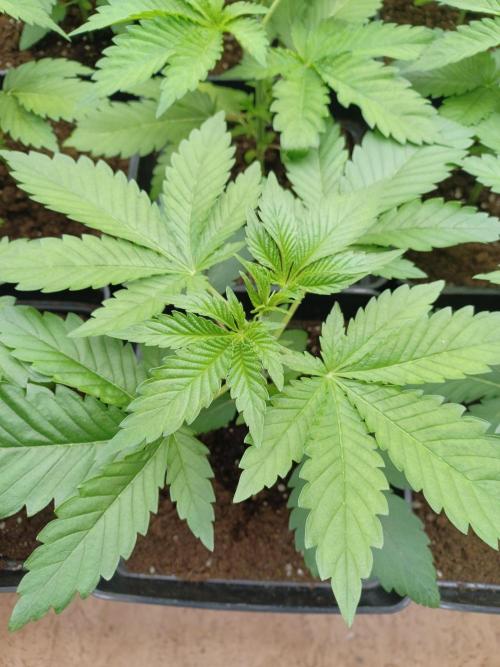 Troyana Fem – Grow Update 🌱. Week 4