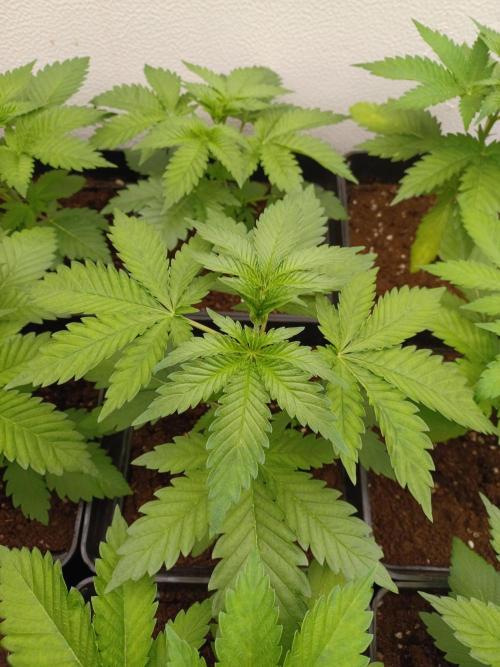 Troyana Fem – Grow Update 🌱. Week 4