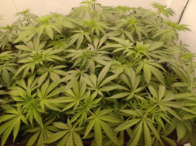 Zokas Sapphire Fem – Grow Update 🌱. Week 5