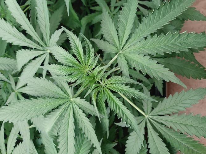 Zokas Sapphire Fem – Grow Update 🌱. Week 5
